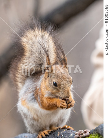 The squirrel with nut sits on a branches in the spring or summer. The squirrel with nut sits on a branches in the spring or summer. 91005569