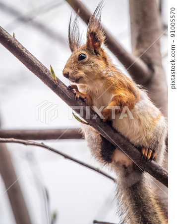 The squirrel sits on a branches in the spring or summer. The squirrel sits on a branches in the spring or summer. 91005570
