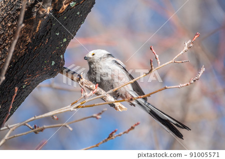 European long-tailed tit, latin name Aegithalos caudatus. A bird sitting on a branch in a deciduous forest. 91005571
