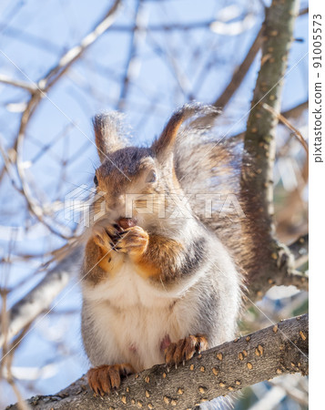 The squirrel with nut sits on tree in the winter or late autumn The squirrel with nut sits on tree in the winter or late autumn 91005573