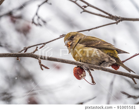 Red Crossbill female sitting on the tree branch and eats wild apple berries. Crossbill bird eats berries. Red Crossbill female sitting on the tree branch and eats wild apple berries. Crossbill bird eats berries. 91005581