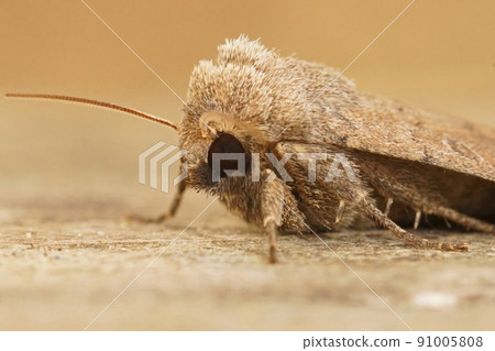 Facial closeup on the Uncertain owlet moth, Hoplodrina octogenaria sitting on wood Facial closeup on the Uncertain owlet moth, Hoplodrina octogenaria sitting on wood 91005808
