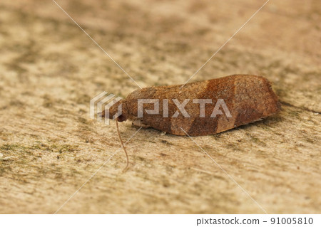 Closeup on the lightbrown dark fruit-tree tortrix moth, Pandemis heparana sitting on wood 91005810