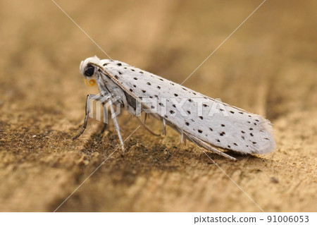 Closeup on the white speckled Yponomeuta evonymella ,Bird-cherry Ermine, sitting on wood in the garden 91006053