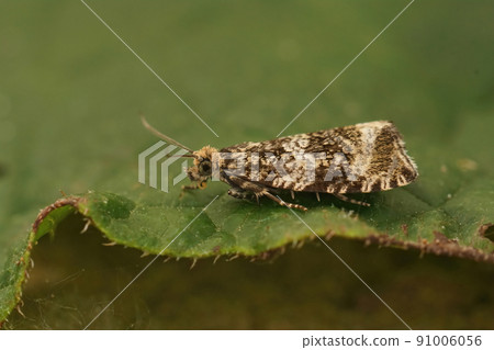 Closeup on a Dark strawberry tortrix moth, Celypha lacunana sitting on a green leaf in the garden 91006056