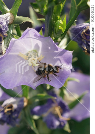 Vertical closeup on a hairy female of the oligolectic Golden tailed Melitta haemorrhoidalis inside one of the host plant a Bellflower, Campanula 91006133