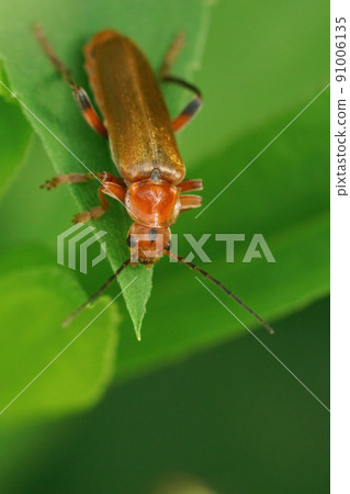 Vertical closeup on a yellow colored soldier beetle , Cantharis livida sitting on a green leaf Vertical closeup on a yellow colored soldier beetle , Cantharis livida sitting on a green leaf 91006135