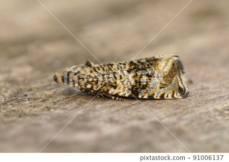 Detailed closeup on a small Common marble micro moth, Celypha lacunana sitting on wood 91006137