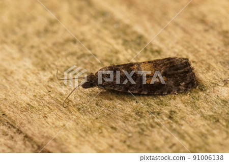 Closeup on the rare Endothenia nigricostana, the black-edged marble moth sitting on wood in the garden 91006138