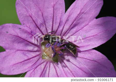 Closeup on a small scissor bee ,Chelostoma campanularum, on a purple Geranium pyrenaicum flower Closeup on a small scissor bee ,Chelostoma campanularum, on a purple Geranium pyrenaicum flower 91006171