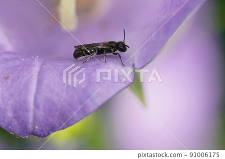 Close up on a small scissor bee, Chelostoma campanulorum sittng inside a blue bell flower, Campanula 91006175