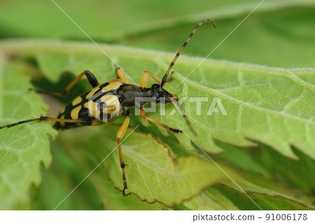Closeup on a lightbrown spotted longhorn beetle, Rutpela maculata sitting on a green leaf Closeup on a lightbrown spotted longhorn beetle, Rutpela maculata sitting on a green leaf 91006178