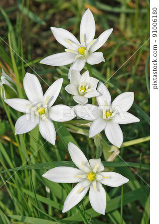 Closeup on the brilliant white flowers of a fresh emerged garden star-of-Bethlehem plant, Ornithogalum umbellatum 91006180
