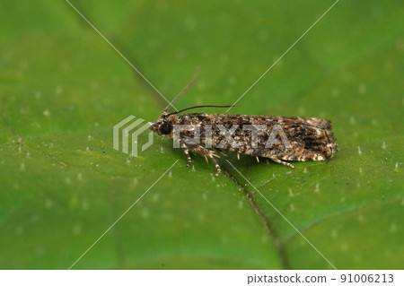 Closeup on the Common birch beel moth, Epinotia immundana, sitting on a green leaf 91006213