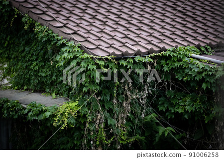 Ivy covered house 91006258