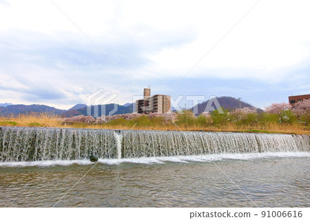 櫻花盛開 Sakura Sakura Umigasaki Sakura Line 櫻花盛開 Sakura Sakura Umigasaki Sakura Line 91006616