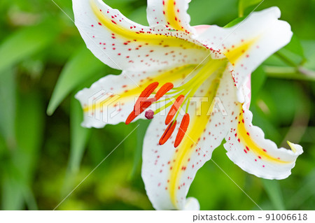 Golden-rayed lily blooming on the mountain road 91006618