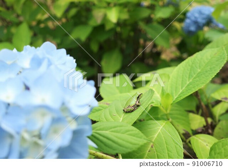 Cute rain frog on hydrangea leaf 91006710