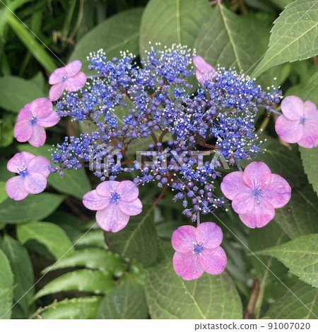 hydrangea   91007020