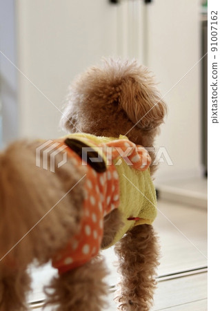 Back view of the waiting toy poodle Back view of the waiting toy poodle 91007162