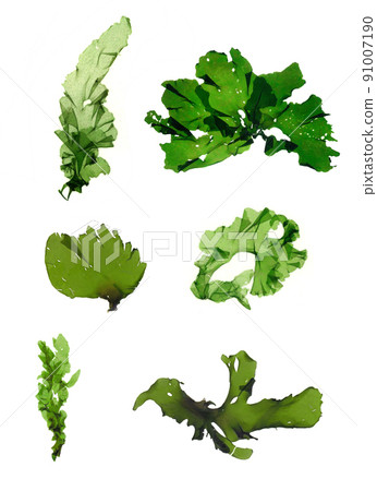 Seaweed material Usba Aonori Aosa 91007190