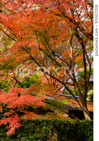 細川監獄園“庭園中的紅葉” 旅遊景點:日本庭園 細川監獄園“庭園中的紅葉” 旅遊景點:日本庭園 91007208