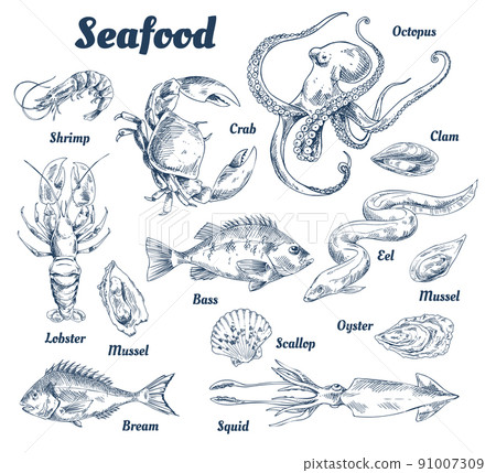 Seafood Poster and Species Vector Illustration Seafood Poster and Species Vector Illustration 91007309
