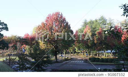 Autumn leaves Autumn leaves 91007332
