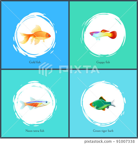 Gold Fish and Neon Tetra Set Vector Illustration Gold Fish and Neon Tetra Set Vector Illustration 91007338