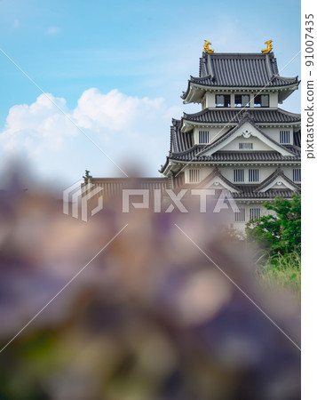 Hydrangea and Sunomata Ichiya Castle 91007435