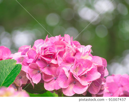 Pink hydrangea 91007437
