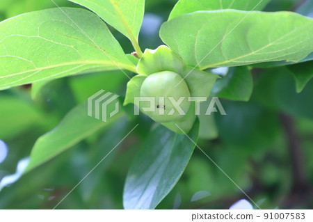 Cute persimmon fruit 91007583