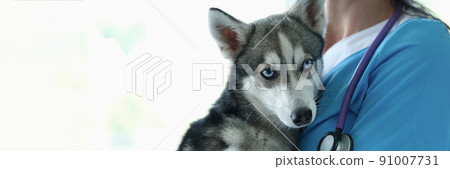 Veterinarian is holding small dog in arms closeup Veterinarian is holding small dog in arms closeup 91007731