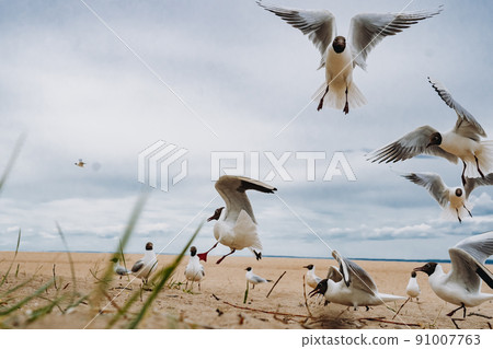 flock of sea gulls flying fighting for food on beach by the sea 91007763