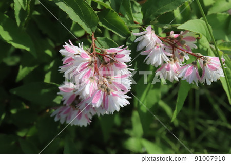 White and pink multicolored Sarasautsugi flowers blooming in a Japanese park in spring 91007910