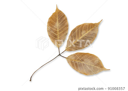 Dried rubber tree leaves on white background with clipping path Dried rubber tree leaves on white background with clipping path 91008357