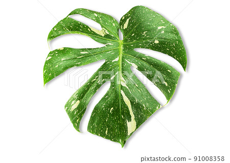 Leaf of Monstera Deliciosa Thai Constellation on white background with clipping path, top view Leaf of Monstera Deliciosa Thai Constellation on white background with clipping path, top view 91008358