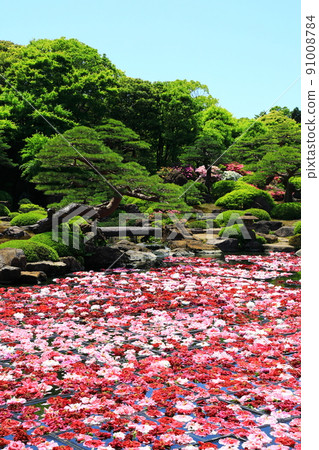 Yushien Ikesen Peony Yushien Ikesen Peony 91008784