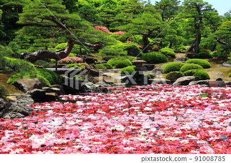 Yushien Ikesen Peony Yushien Ikesen Peony 91008785
