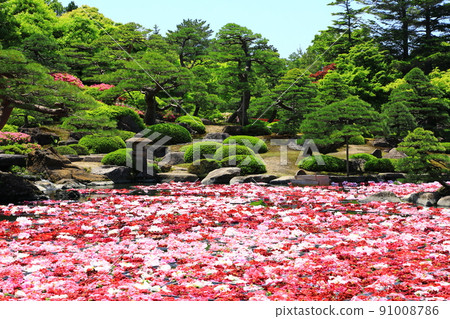 Yushien Ikesen Peony 91008786