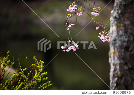 半開的野櫻花 半開的野櫻花 91008976