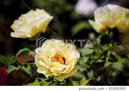 黃牡丹 91008995