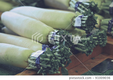 日本蘿蔔 91009036