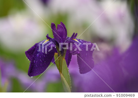 雨面 雨面 91009469