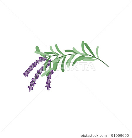 Lavender flower logo. Botanical hand drawn vintage floral collection 91009600