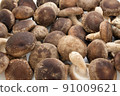 Shiitake mushroom 91009621
