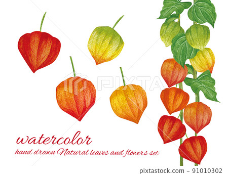 生動的酸漿水彩畫 91010302