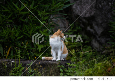 EOSRP. Hiroshima Onomichi, Onomichi cat turning around. EOSRP. Hiroshima Onomichi, Onomichi cat turning around. 91010308