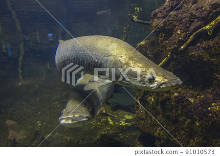 Arapaima gigas, living fossils, red fish, ancient fish, aquarium 91010573