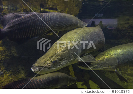 Arapaima gigas, living fossils, red fish, ancient fish, aquarium Arapaima gigas, living fossils, red fish, ancient fish, aquarium 91010575